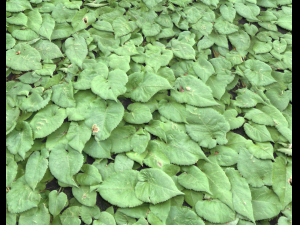 ground plants 1 CG Textures