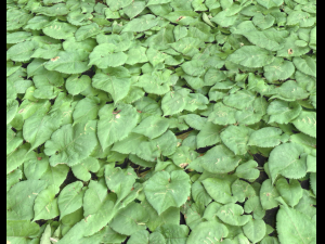 ground plants 1 CG Textures