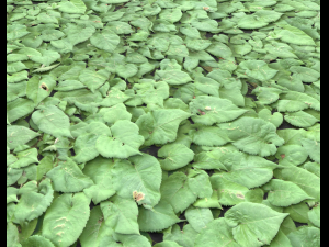 ground plants 1 CG Textures
