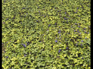 ground plants 1 CG Textures