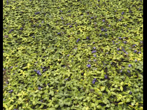 ground plants 1 CG Textures