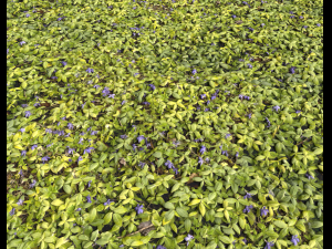 ground plants 1 CG Textures