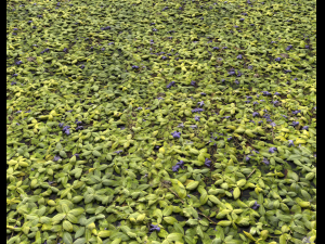 ground plants 1 CG Textures