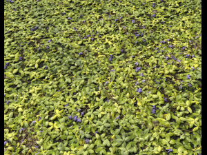 ground plants 1 CG Textures