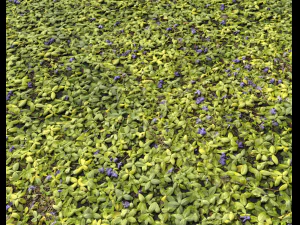 ground plants 1 CG Textures