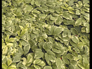 ground plants 1 CG Textures