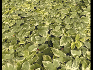 ground plants 1 CG Textures