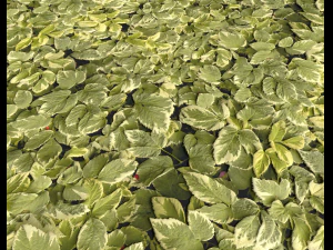 ground plants 1 CG Textures