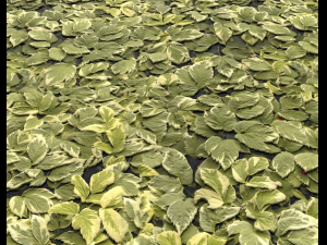 ground plants 1 CG Textures