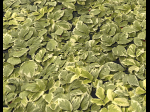 ground plants 1 CG Textures