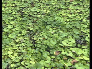 ground plants 1 CG Textures