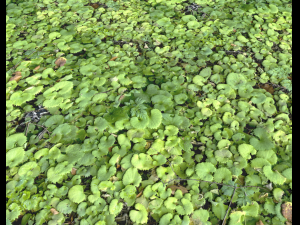 ground plants 1 CG Textures