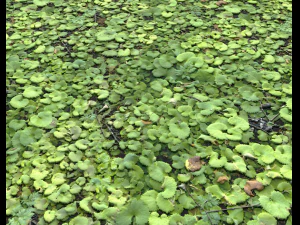 ground plants 1 CG Textures