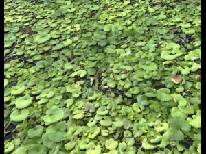 ground plants 1 CG Textures