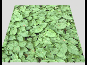 ground plants 1 CG Textures