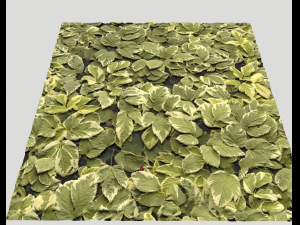 ground plants 1 CG Textures