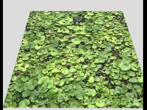 ground plants 1 CG Textures