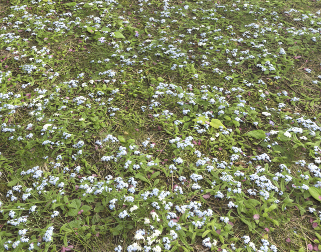 ground plants 2 CG Текстури .c4d .max .obj .3ds .fbx .stl .blend 