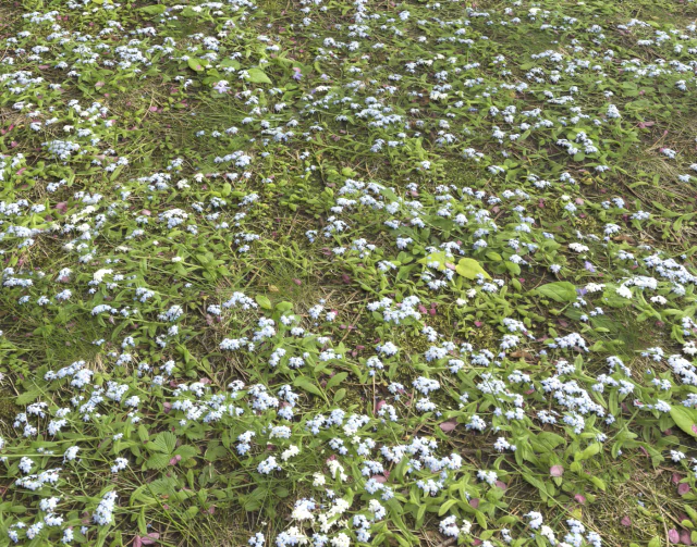 ground plants 2 CG Textures .c4d .max .obj .3ds .fbx .stl .blend 
