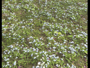 ground plants 2 CG Tekstury