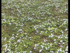 ground plants 2 CG Textures