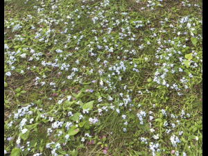 ground plants 2 CG Textures