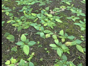 ground plants 2 CG Textures