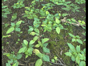 ground plants 2 CG Текстури
