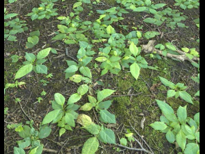 ground plants 2 CG Textures