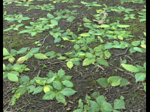 ground plants 2 CG Текстури