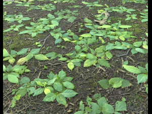 ground plants 2 CG Textures