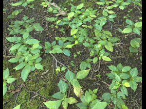 ground plants 2 CG Textures