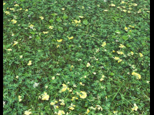 ground plants 2 CG Textures