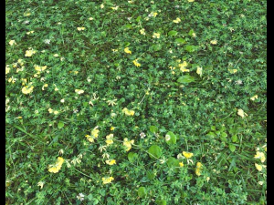 ground plants 2 CG Textures