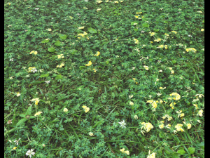 ground plants 2 CG Текстури