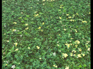 ground plants 2 CG Textures