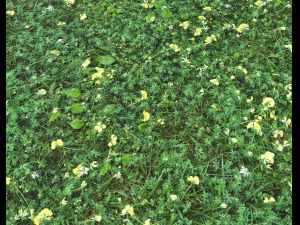 ground plants 2 CG Textures