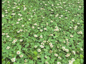 ground plants 2 CG Текстури