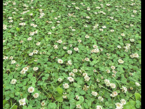 ground plants 2 CG Textures