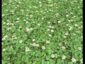 ground plants 2 CG Текстури