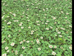 ground plants 2 CG Текстури