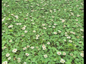ground plants 2 CG Textures