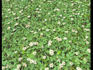ground plants 2 CG Текстури
