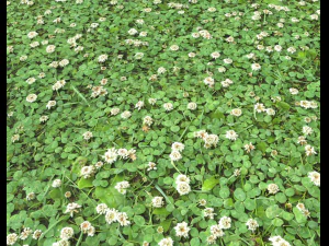 ground plants 2 CG Textures