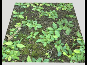 ground plants 2 CG Textures