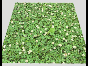 ground plants 2 CG Textures