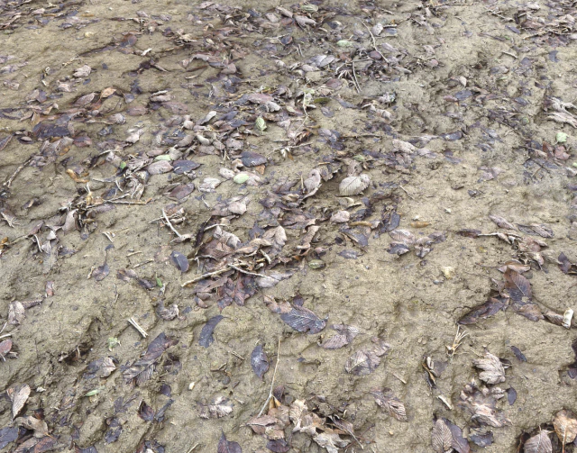 muddy terrain CG Textures .c4d .max .obj .3ds .fbx .stl .blend