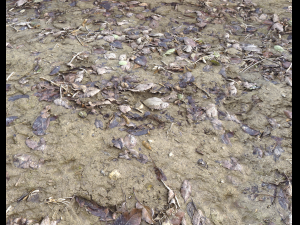 muddy terrain CG Texturen