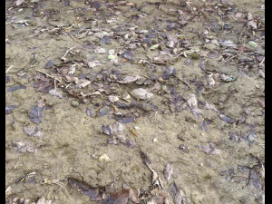 muddy terrain CG Textures