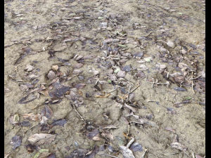 muddy terrain CG Texturen